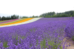 Furano