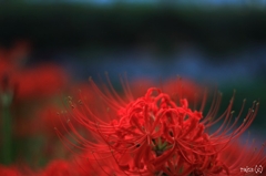 彼岸花
