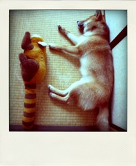 IXY-Canon 004-pola