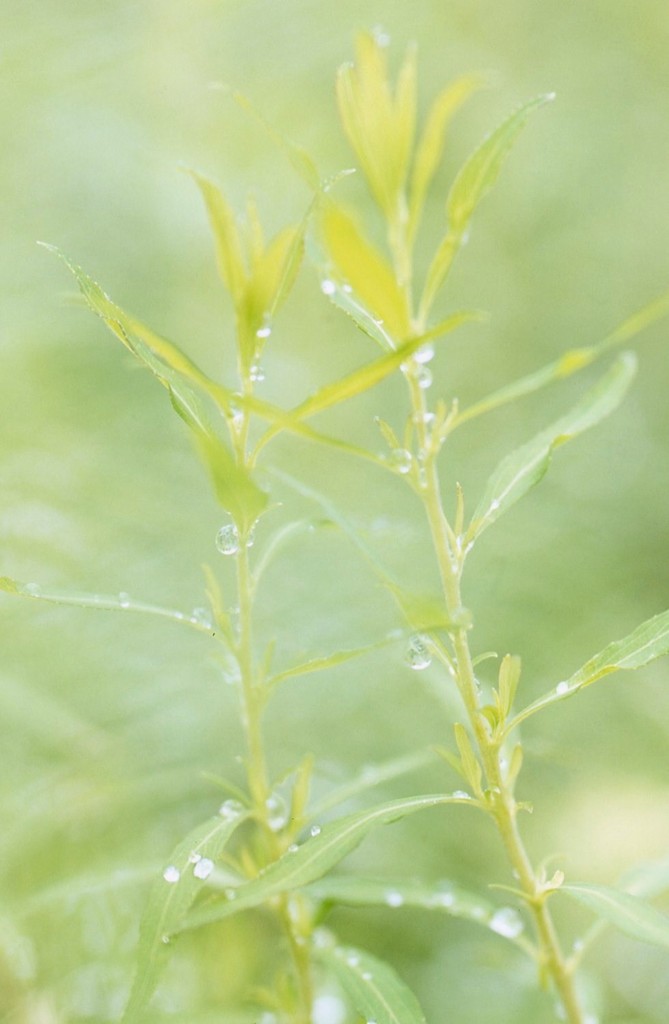 雨上がりの色