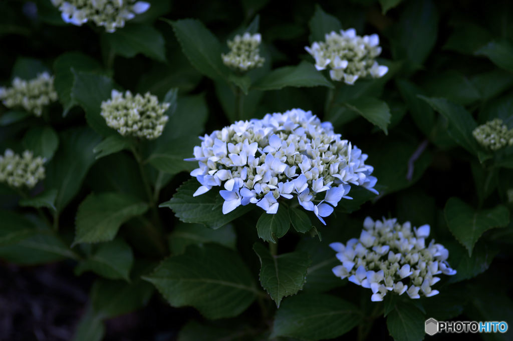 不揃いの紫陽花