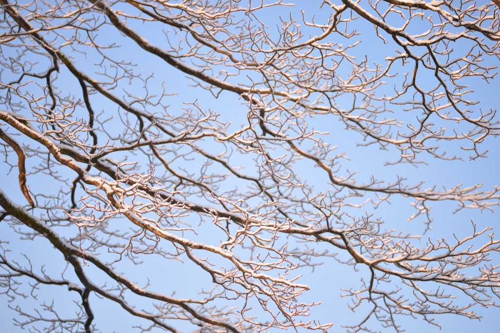 雪花