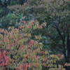 冷たい雨