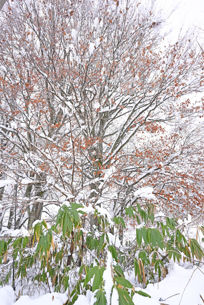 雪の華咲く