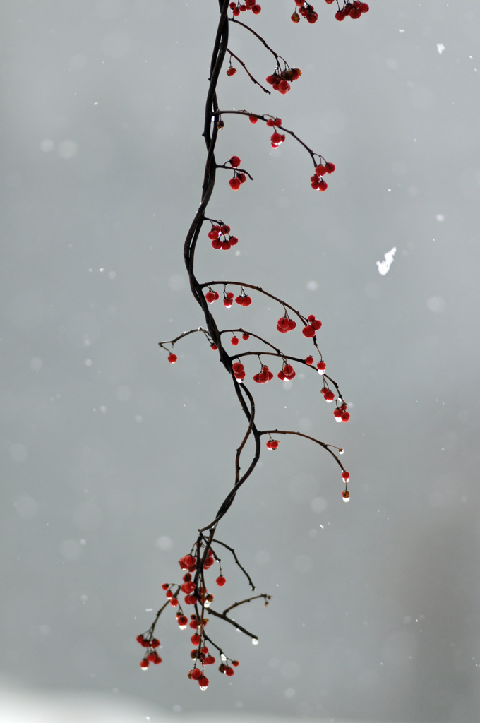 雪と赤い実
