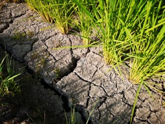 水不足