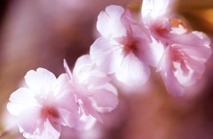 さくら咲く