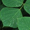 雨あがり