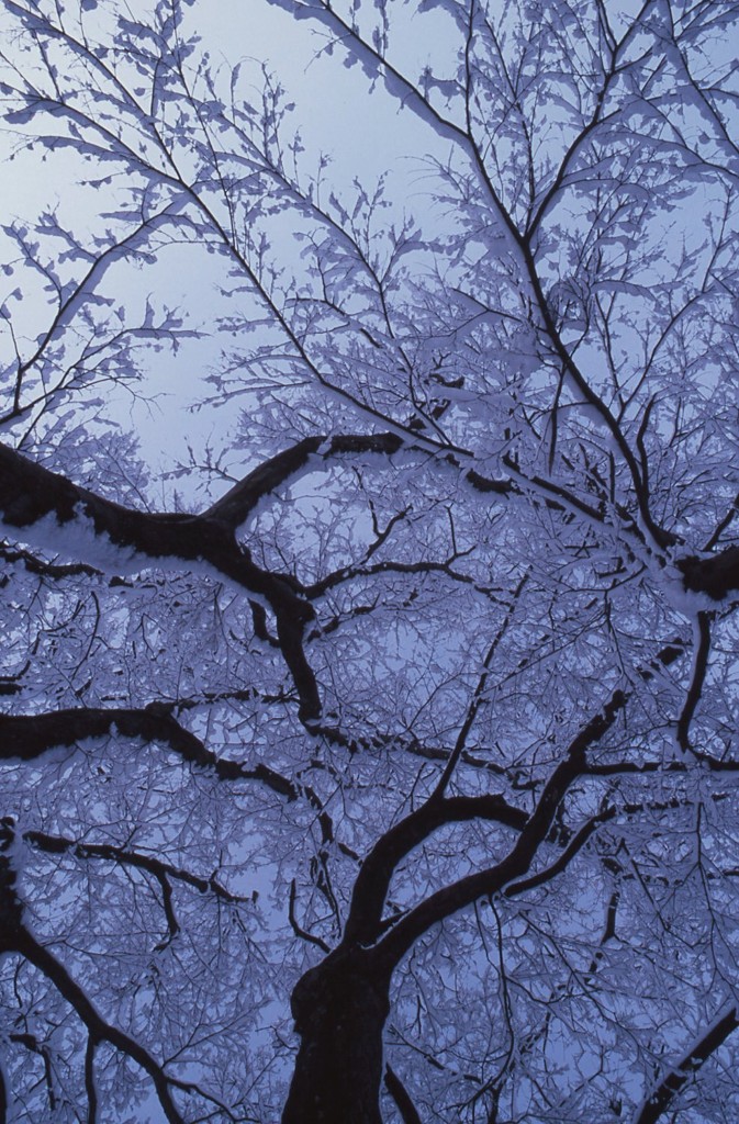 モミジに雪の華