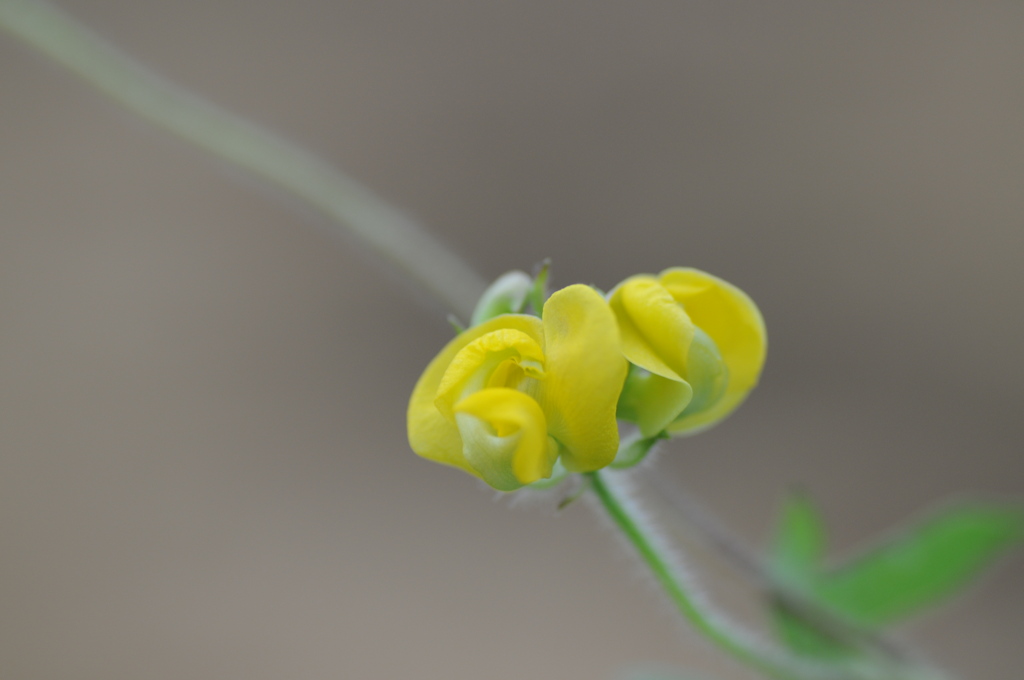 道端の花