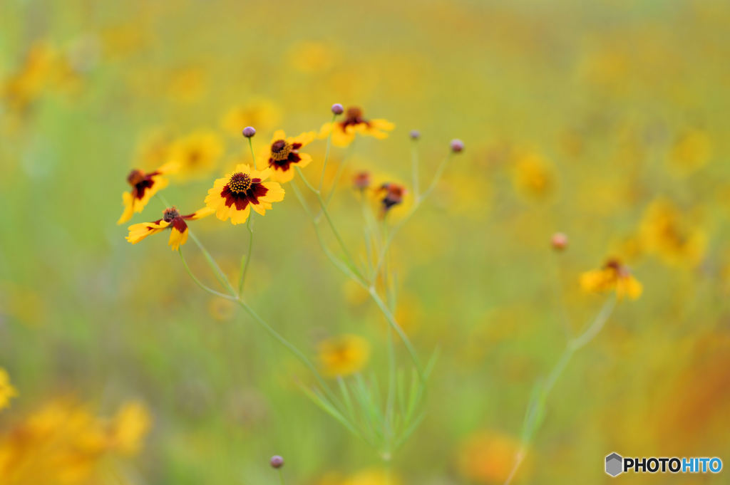 黄色の花畑