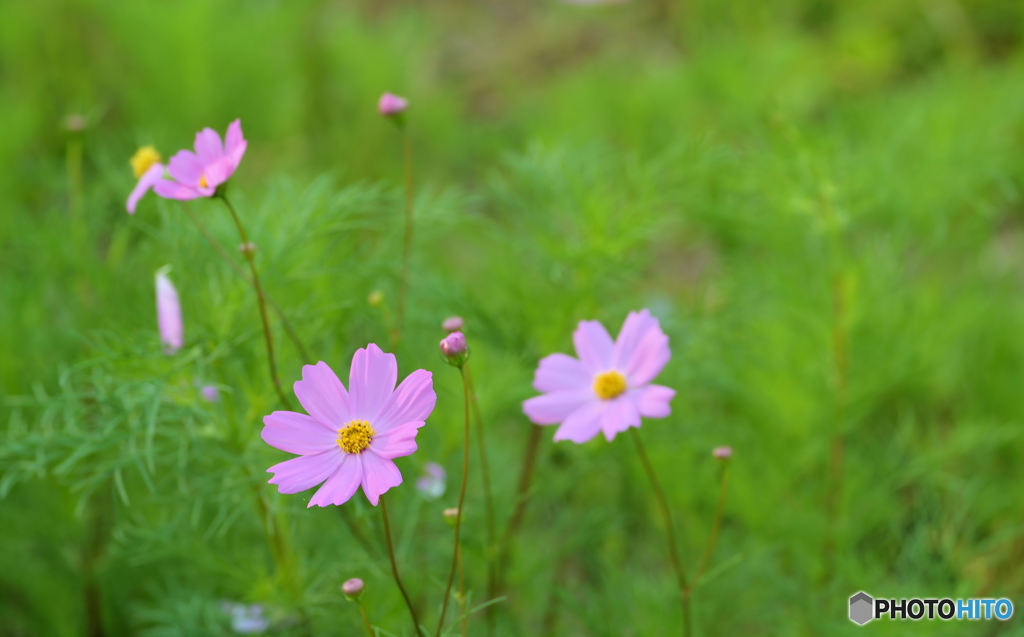 早く咲いたcosmos