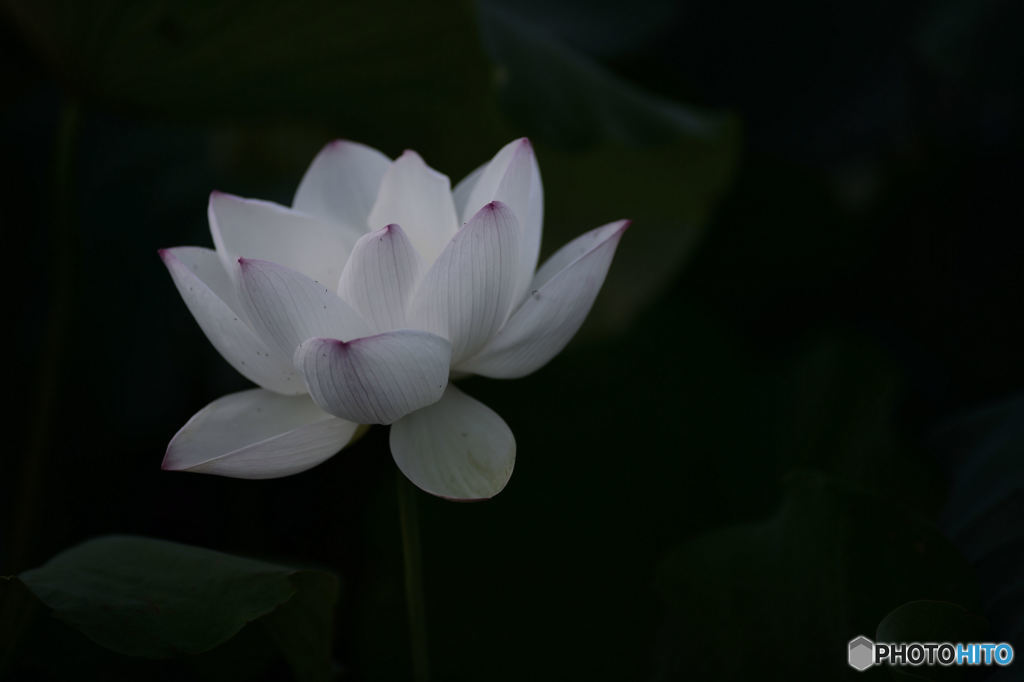 白い蓮の花 By 越後屋心像 Id 写真共有サイト Photohito
