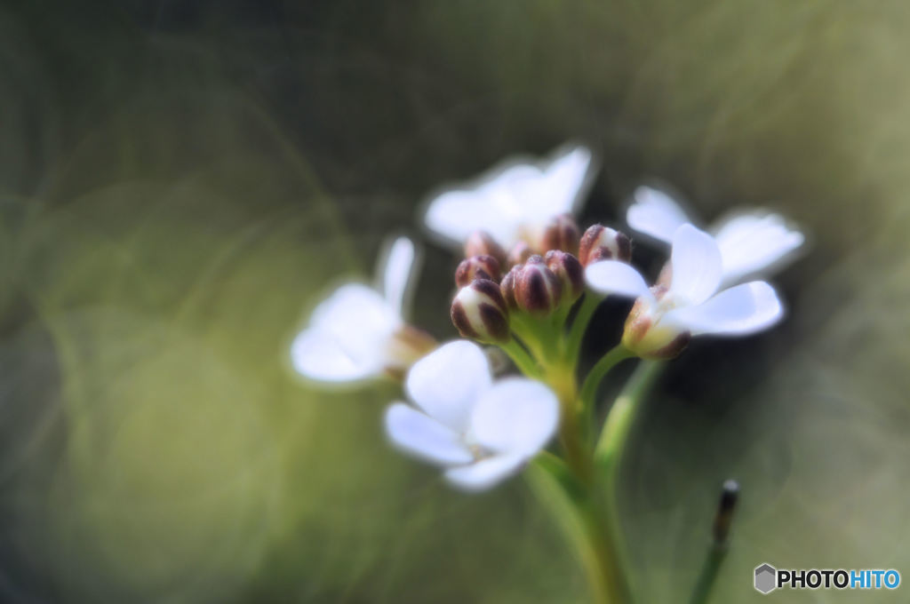 白い花