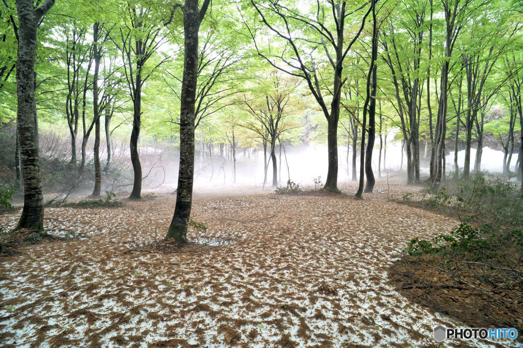 新緑と残雪