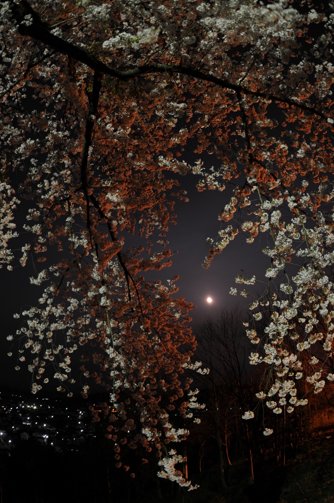 月と桜