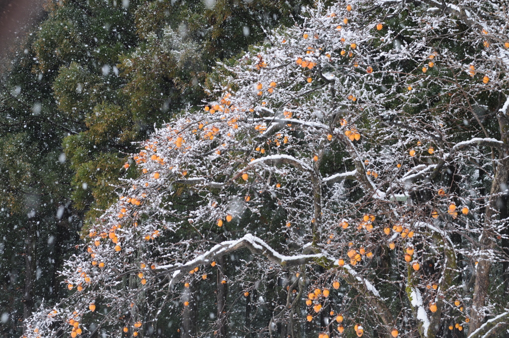 雪の里山