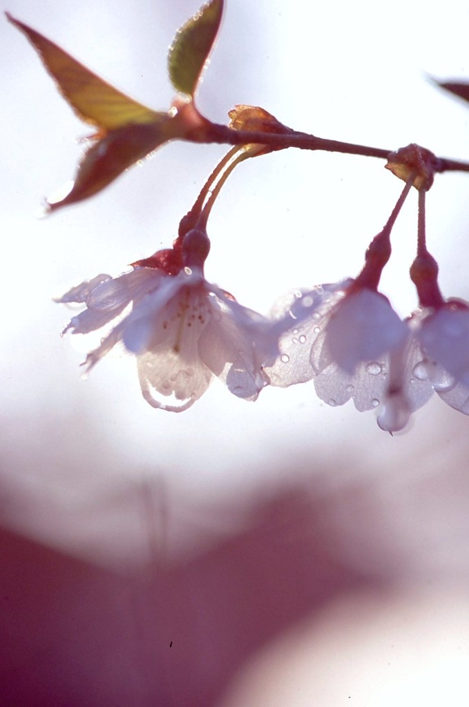 雨に濡れて