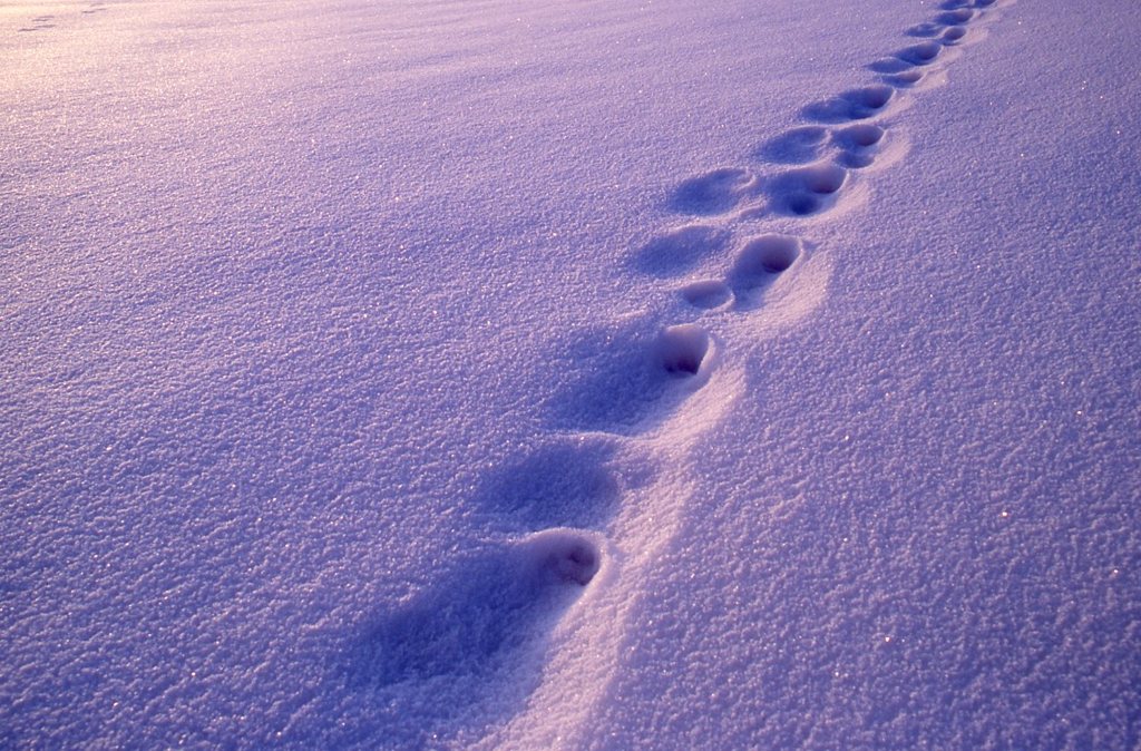 雪原のかなた