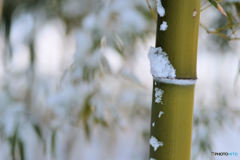竹と雪