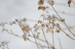 雪の紫陽花