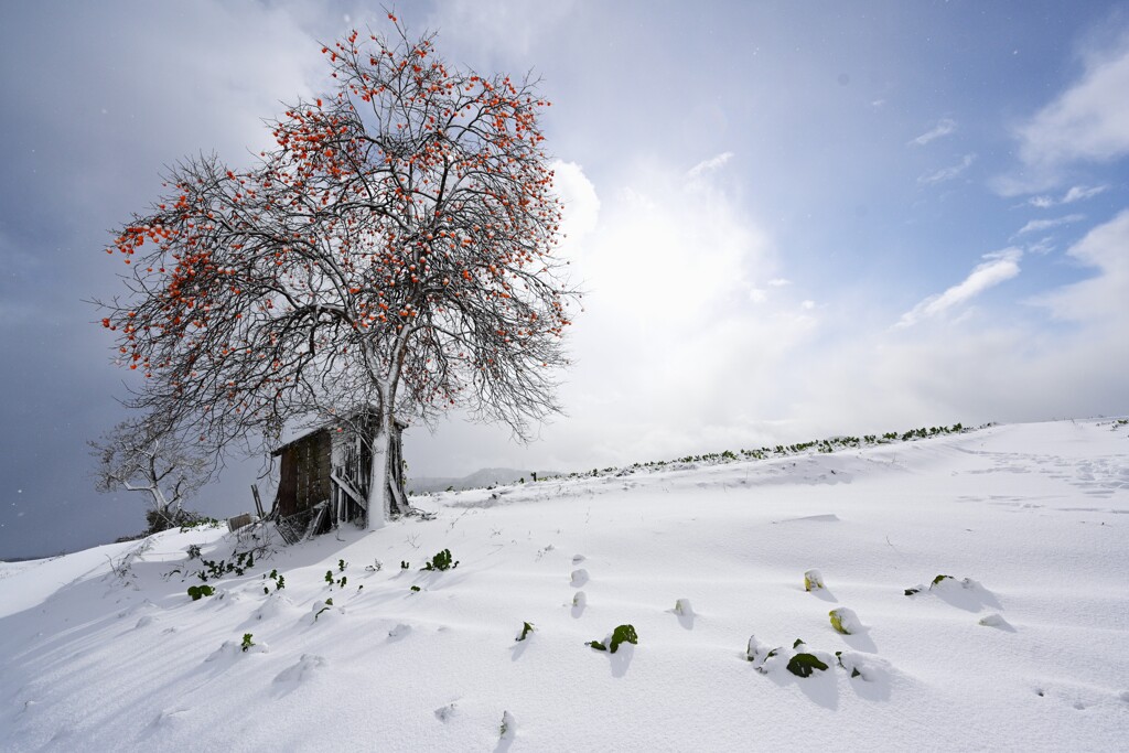 残り柿と雪の景色