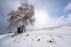 残り柿と雪の景色