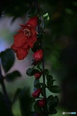 棘のある花