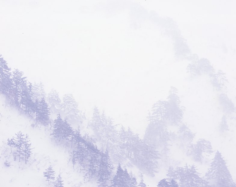 雪と松の世界