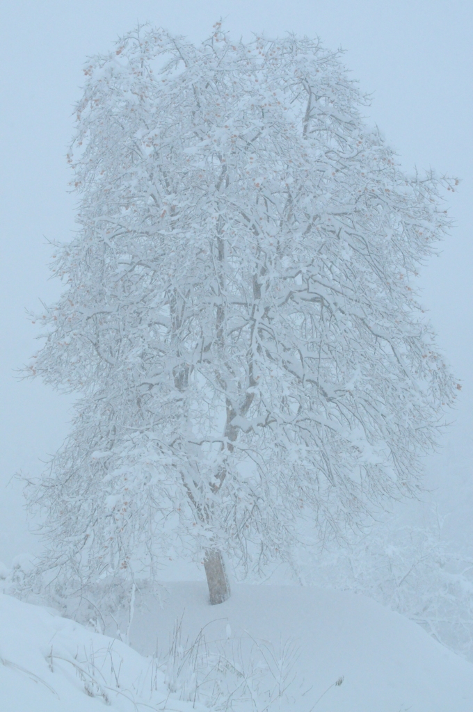雪中柿