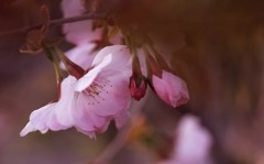 蕾と花と