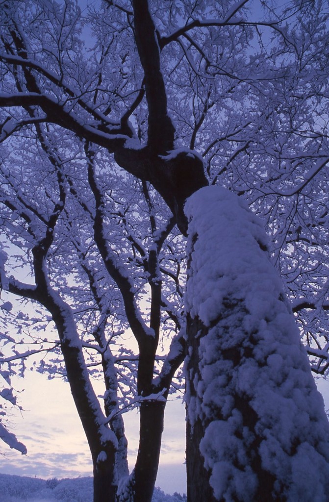雪の朝　