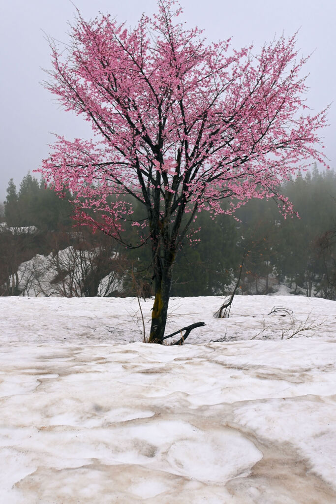 雪原に咲く