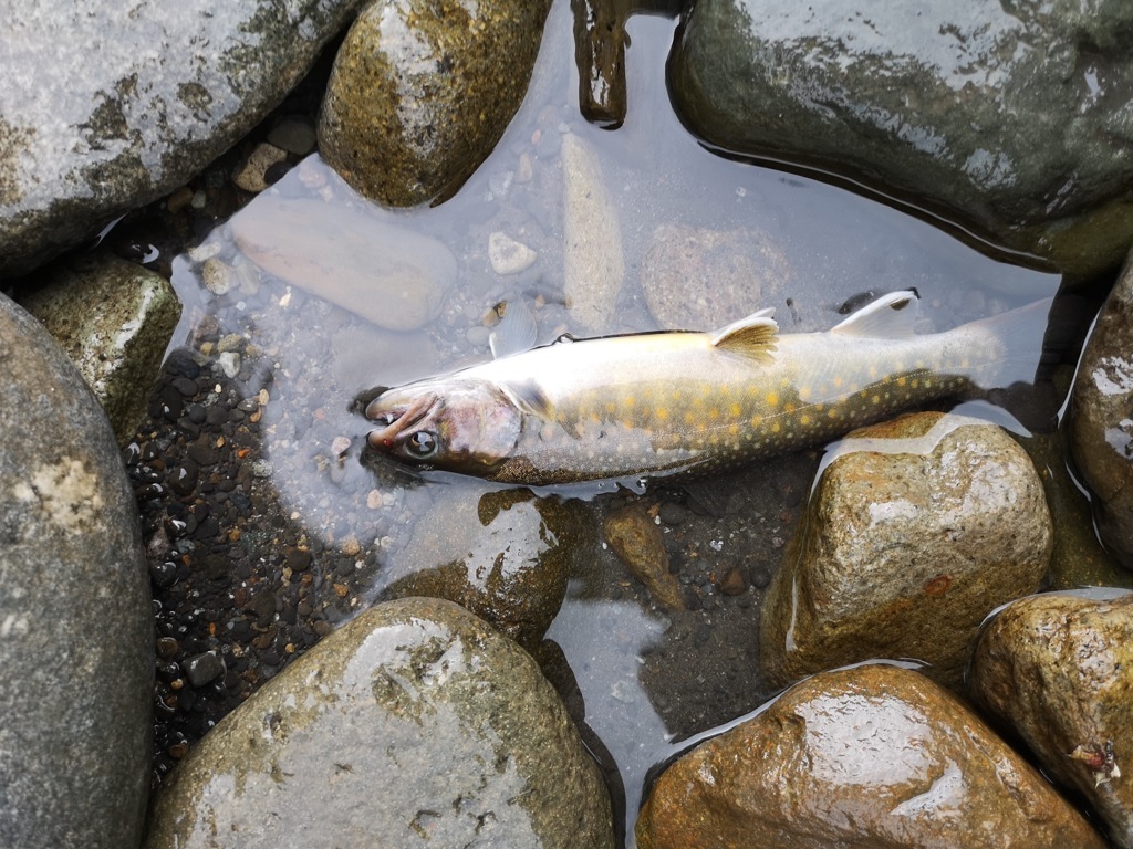 岩魚と遊ぶ