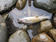 岩魚と遊ぶ