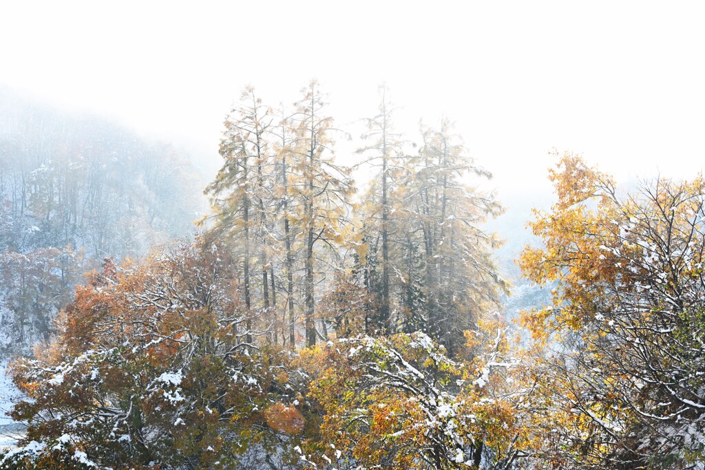 雪と紅葉の風景