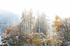 雪と紅葉の風景