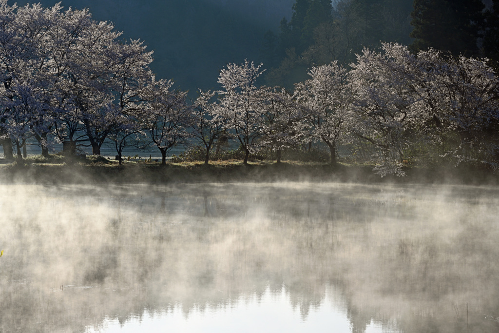 水辺の桜