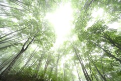天空のブナ林