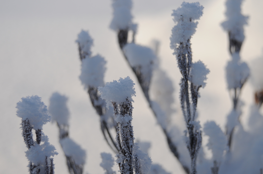 ウツギに雪の華が咲く
