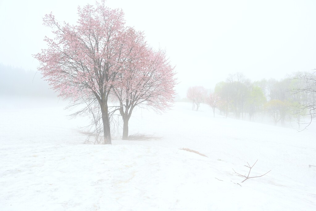 雪桜
