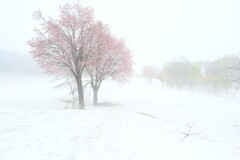 雪桜