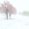 雪桜