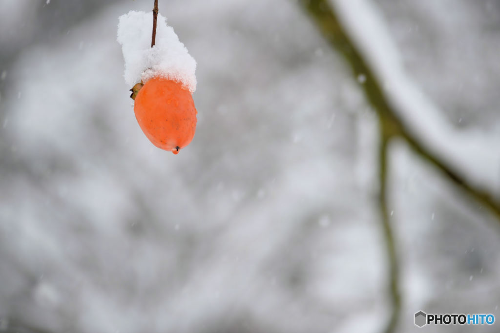 雪柿
