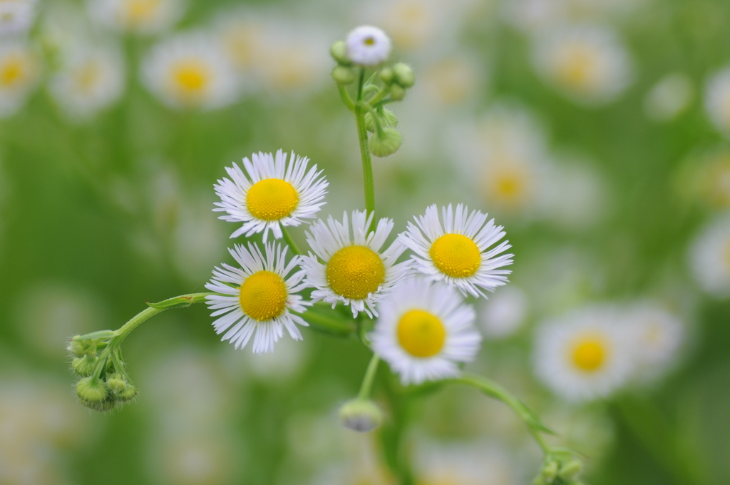 道端の花畑