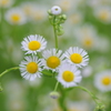 道端の花畑