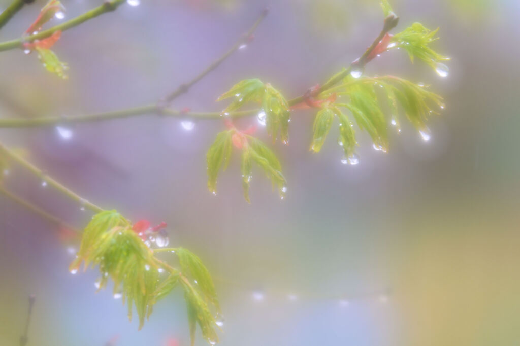 雨の日に