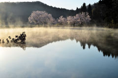 水辺の桜