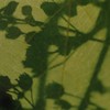 影の花
