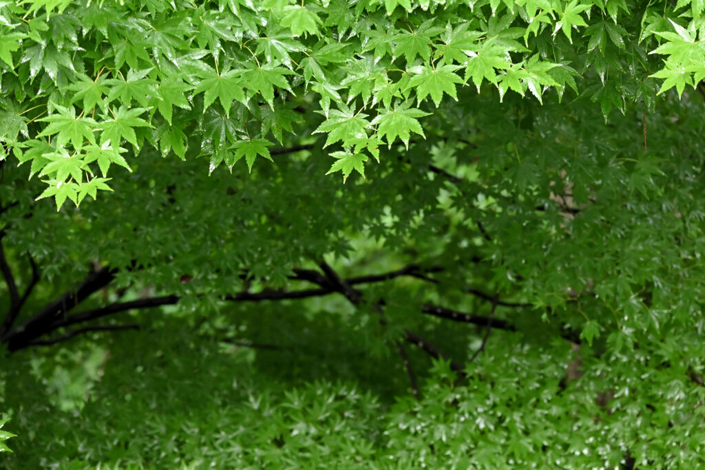 深い緑